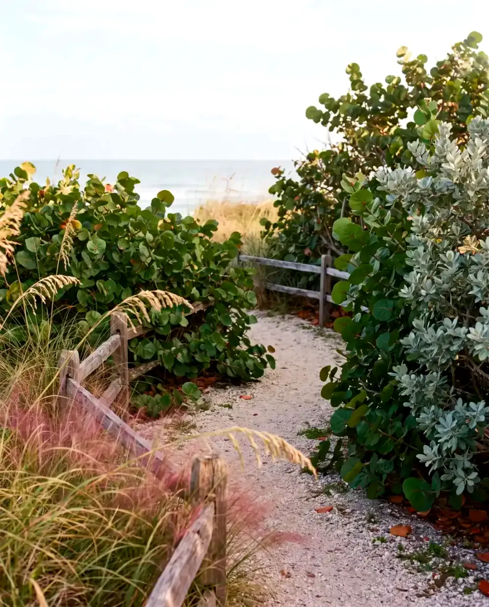 A shell path to the beach between sea grape, silver buttonwood and sea oats