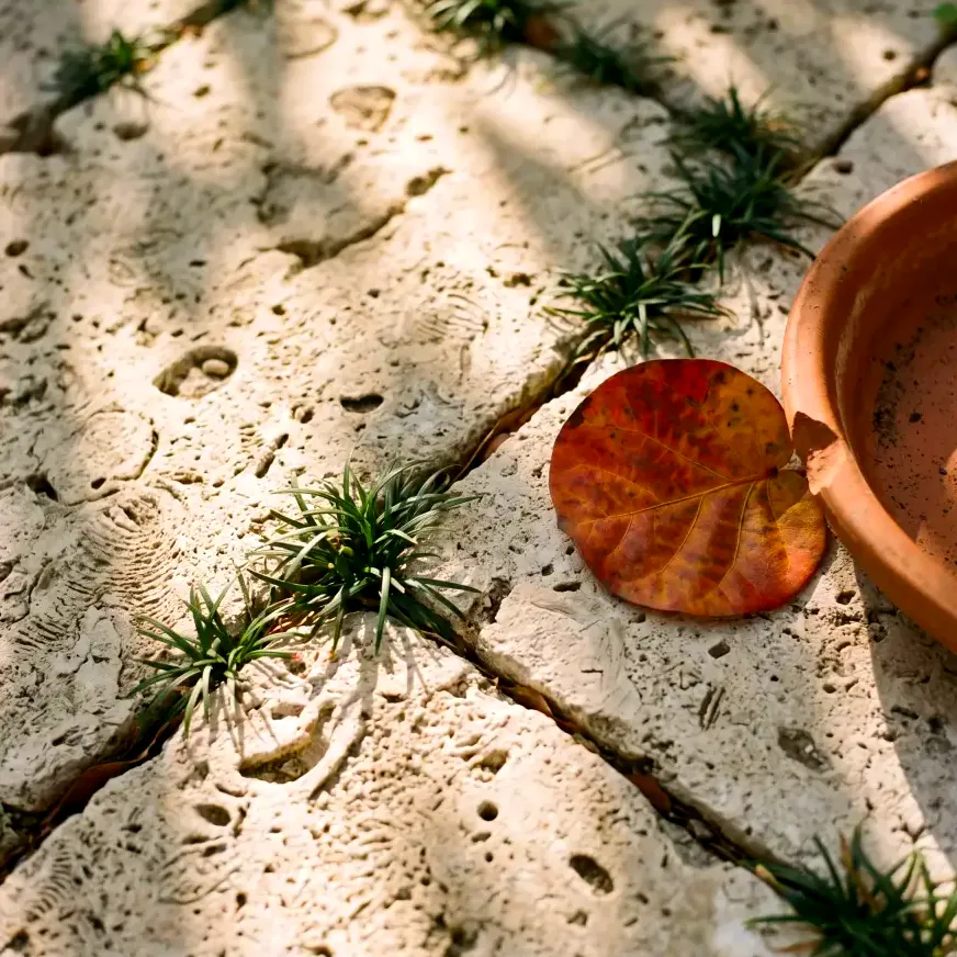 Coral stone pavers with mondo grass in the joints and a fallen red sea grape leaf