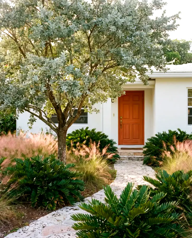 A white 1950s cottage with a silver buttonwood and drifts of coontie and muhly grass in place of lawn