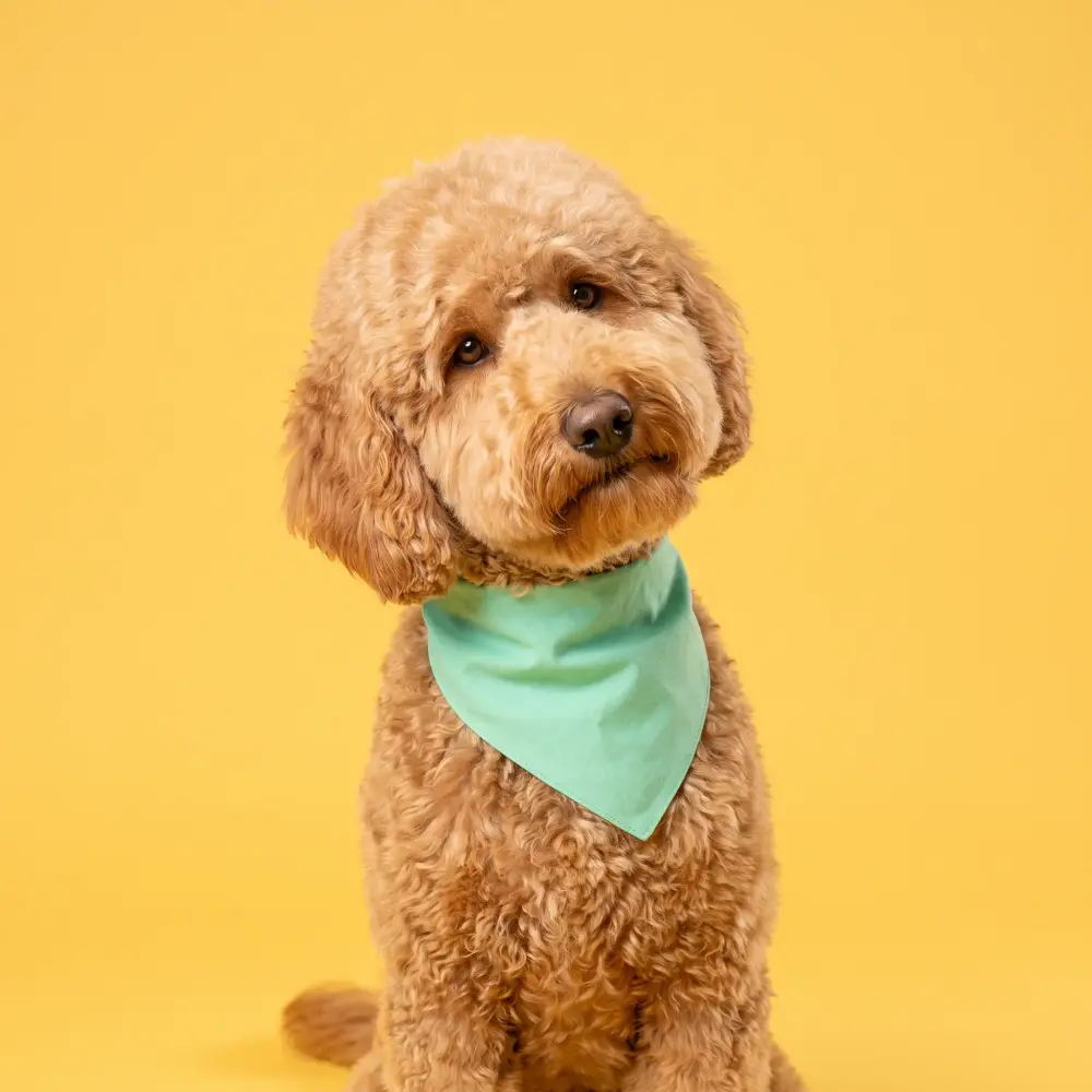 Apricot goldendoodle in a mint bandana tilting its head