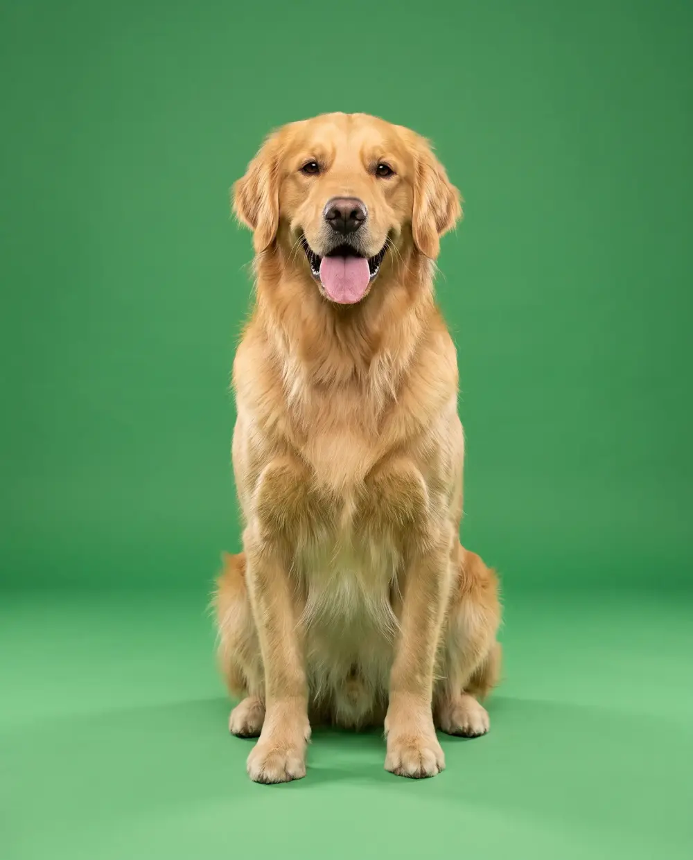 Golden retriever with a glossy feathered coat, tongue out