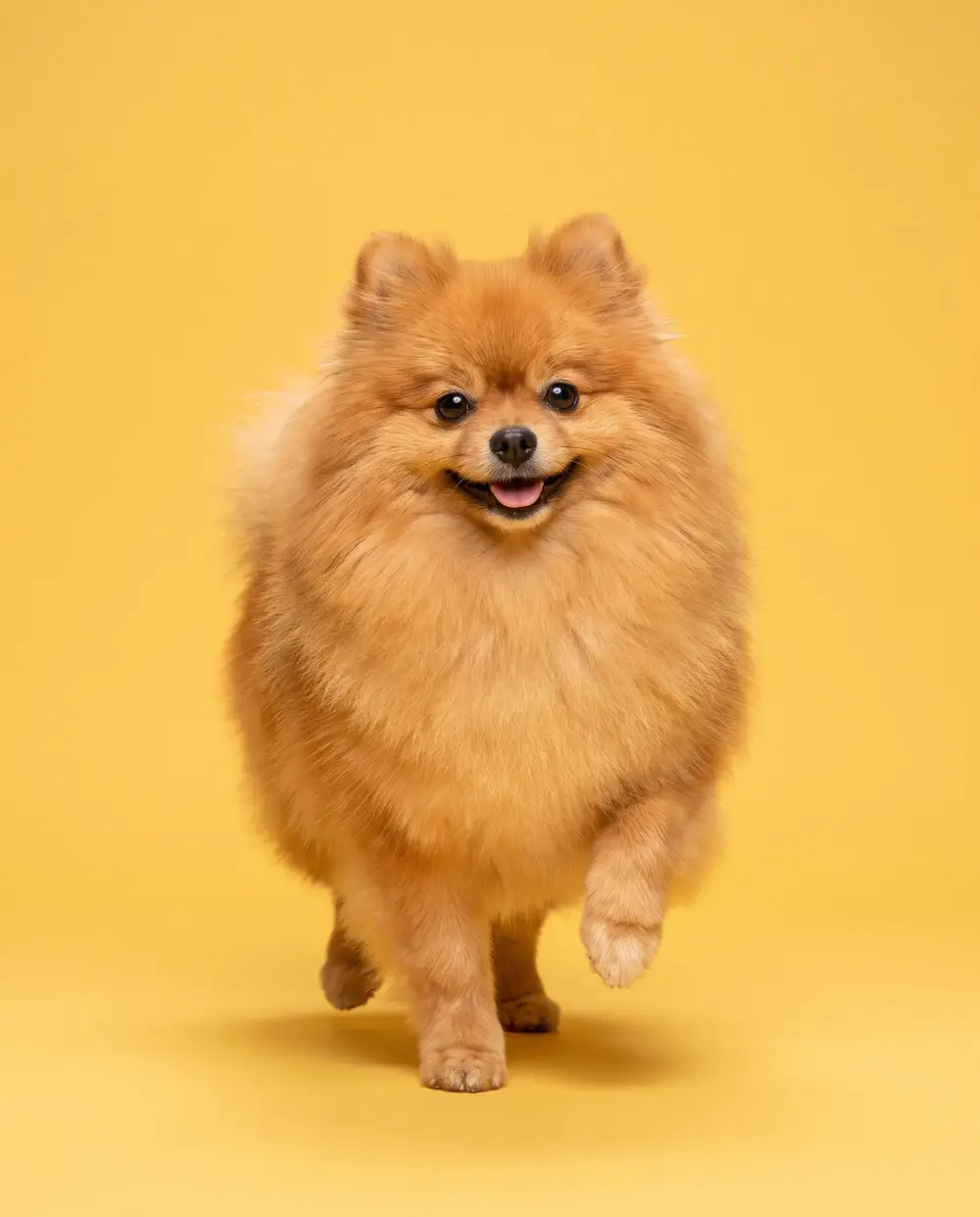 Orange pomeranian prancing with a round puffball coat