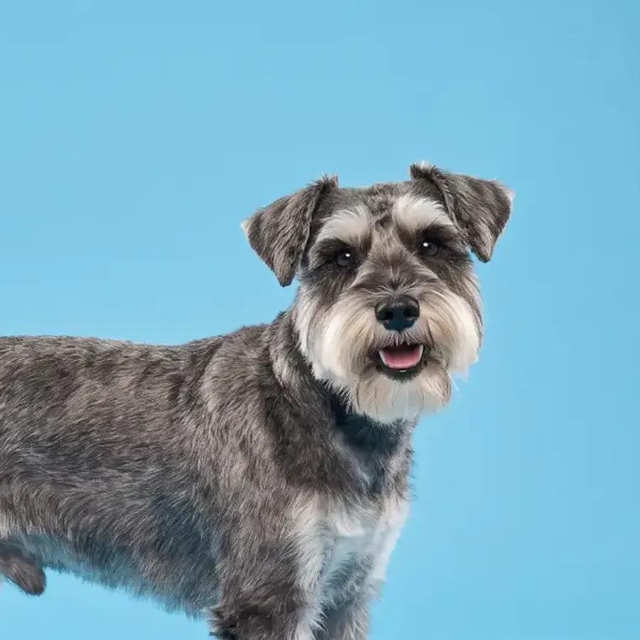 Miniature schnauzer with a crisp beard and eyebrow trim