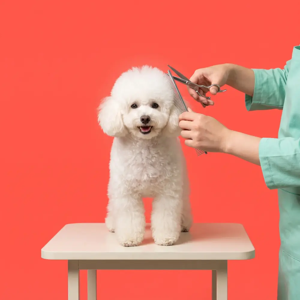 A groomer's hands scissoring a white toy poodle's topknot