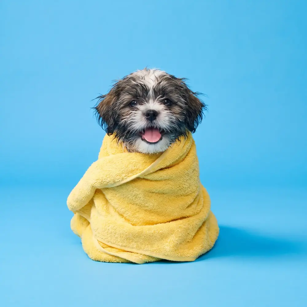 Small shih tzu puppy wrapped in a yellow towel