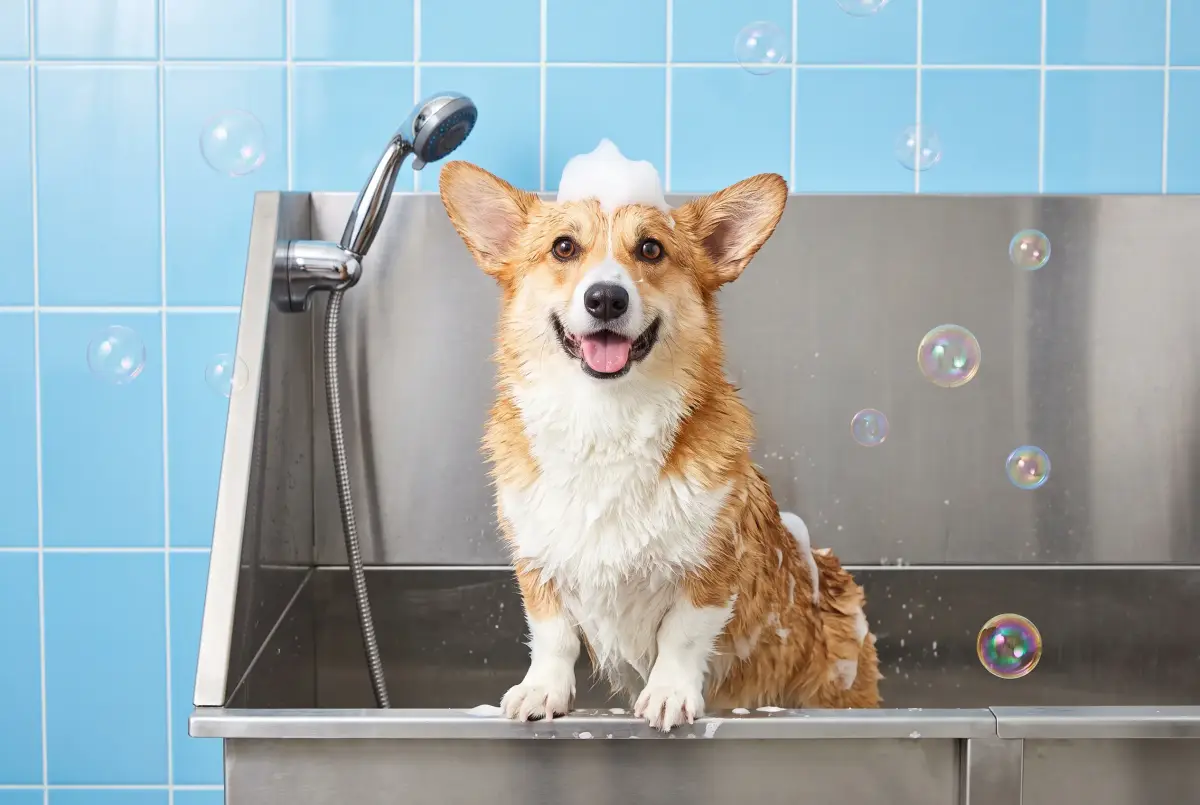 A soapy, grinning corgi standing in a raised steel wash tub against blue tiles